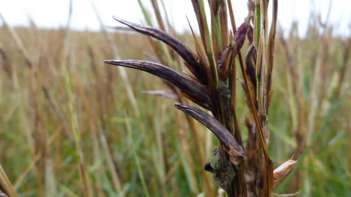 Befall mit Claviceps purpurea auf Spartina anglica. Foto: Chr. Boestfleich, Institut für Botanik Hannover