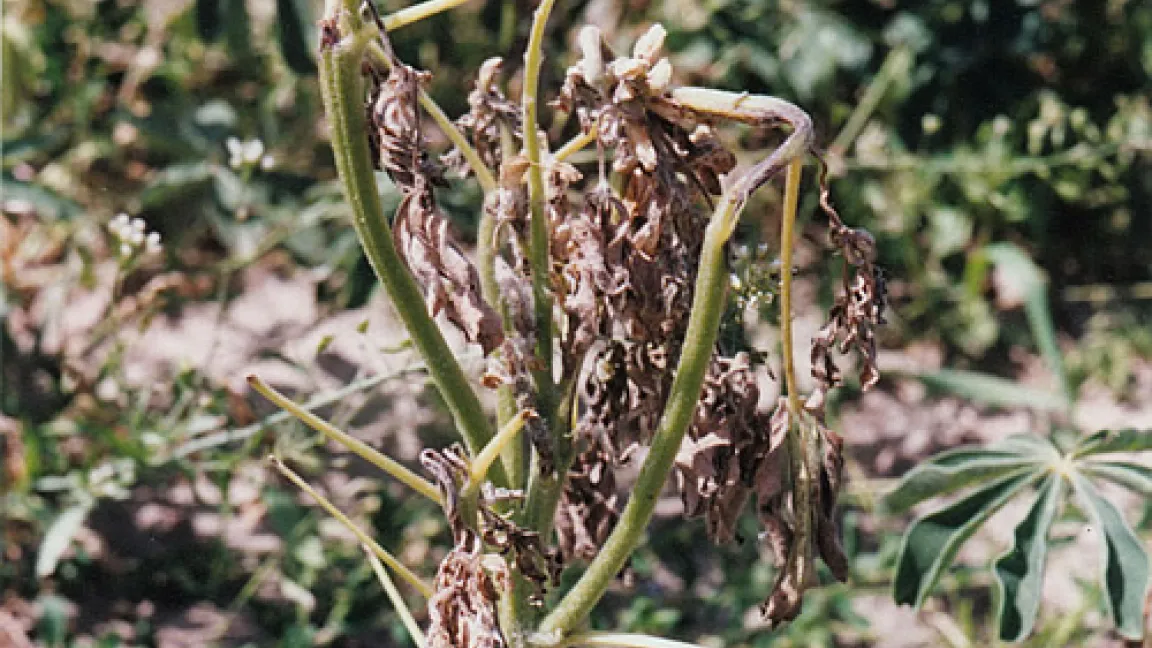 Starker Befall mit Anthracnose kurz vor der Blüte bei der Weißen Lupine (Lupinus albus)
Quelle: Saatzucht Steinach GmbH Station Bornhof