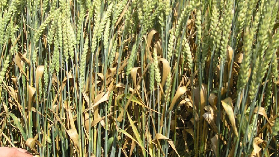 Starker Befall mit Septoria tritici in Winterweizen; die obersten Blattchargen sind geschädigt
	Quelle: Rodemann/BBA