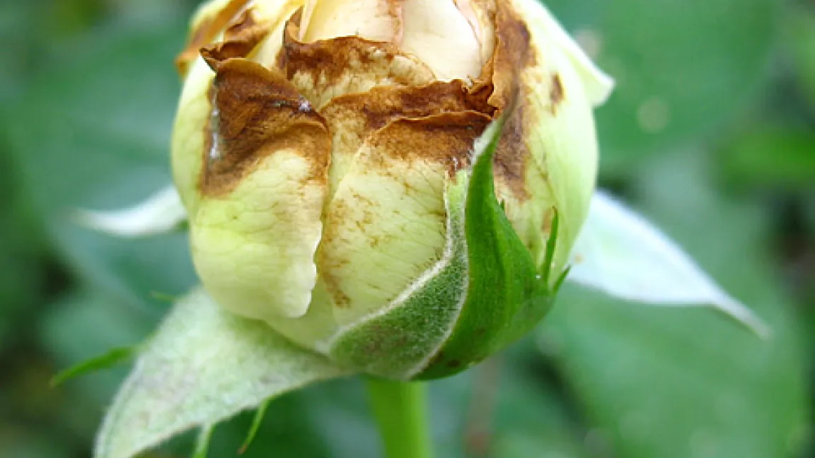 Starkes Schadbild an Rosen
Quelle: Elisabeth Götte