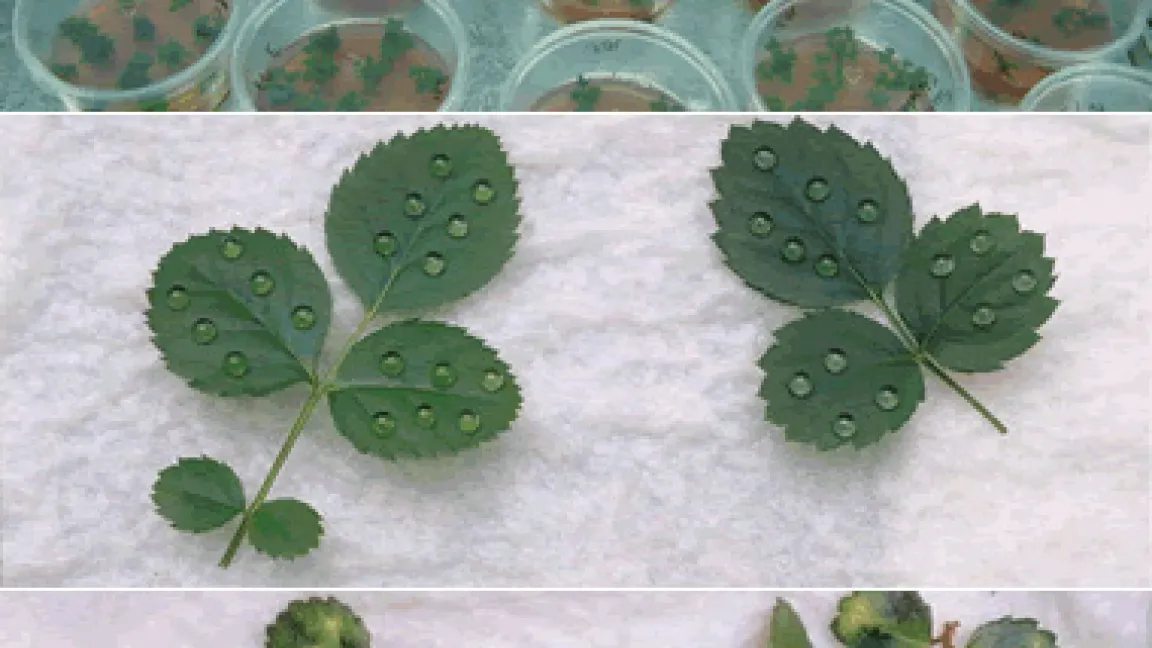 Sterile Vermehrung von Rosensprossen, wie sie für Transformationsarbeiten, aber auch zur Vermehrung befallsfreien Materials verwendet wird (oben). Das Ergebnis einer Untersuchung über die natürlichen Quellen der Resistenz. Ein Genotyp bleibt ohne Flecken, ist also resistent. während der andere mit den Flecken den Befall mit Sternrußtau anzeigt (mitte). Die künstliche Inokulation von Rosenpflanzen werden mit einer Suspension von Konidien des Sternrußtaus, geimpft, so wie wir sie mit transgenen und auch nicht transgenen Pflanzen durchführen (unten).
Quelle: Th. Debener