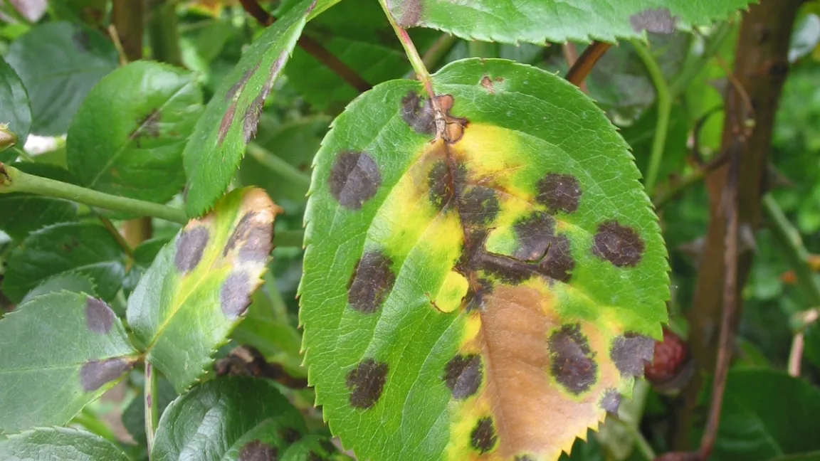 Sternrußtau. Praxisnahe Rosenpflege und der sachgerechte Einsatz von Pflanzenschutzmitteln schaffen Abhilfe. Foto: Dr. Burkhard Spellerberg