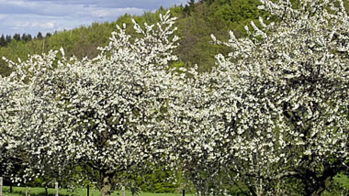 Streuobstwiesen
Quelle: Agrarpress.