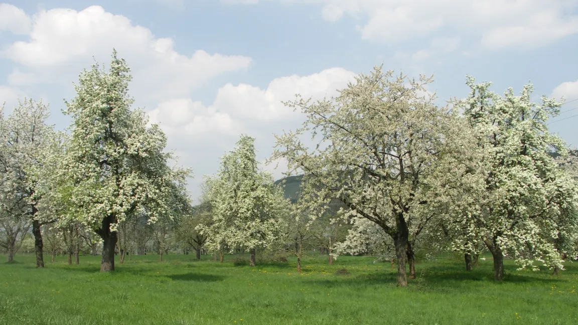Blühende Streuobstwiese. Foto: Hubert Marquart