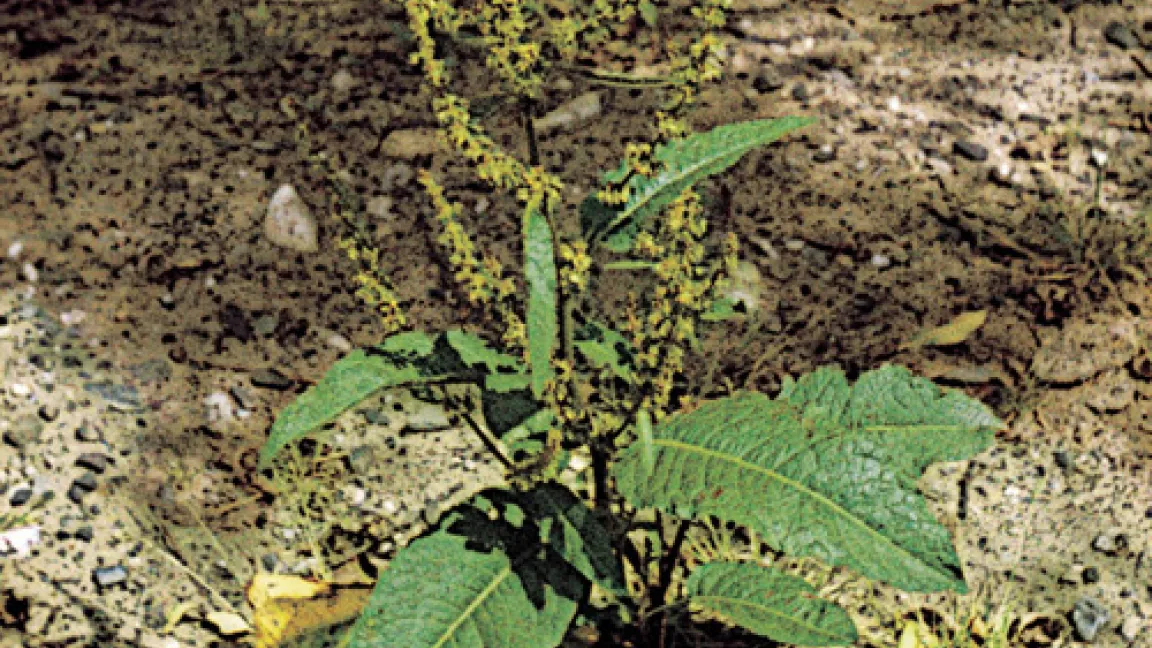 Stumpfblättriger Ampfer – ein typisches Unkraut auf Wiesen und Weiden.
	Quelle: Bayer Imagebank