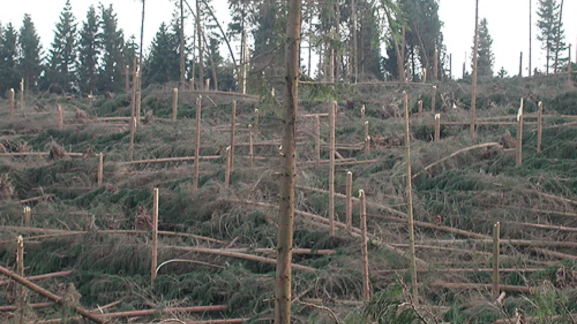 Sturmschaden im Sauerland durch Orkan Kyrill.
	Quelle: www.Sauerland-Bilder.de