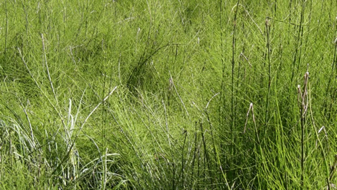 Sumpfschachtelhalm wächst vorwiegend in Ufernähe und breitet sich meist ungebremst aus
	Quelle: Michael Hinterauer www.hinterauer.info