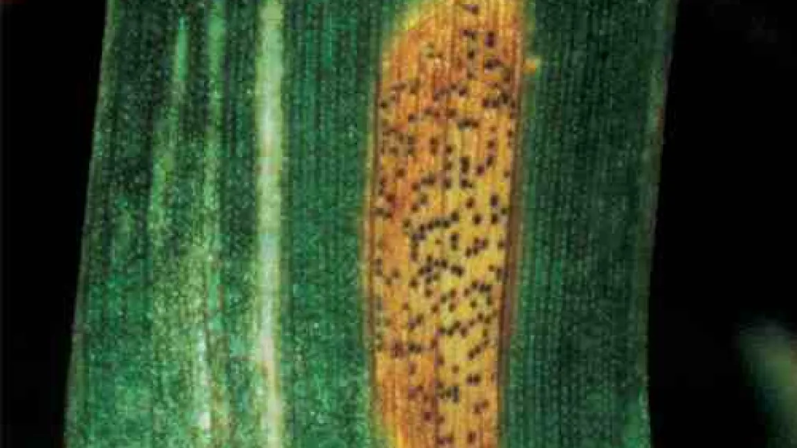 Symptome der Septoria-Blattdürre auf einem Getreideblatt; typisch die schwarzen Punkte auf den hellen Flecken.
	Quelle: Bayer CropScience