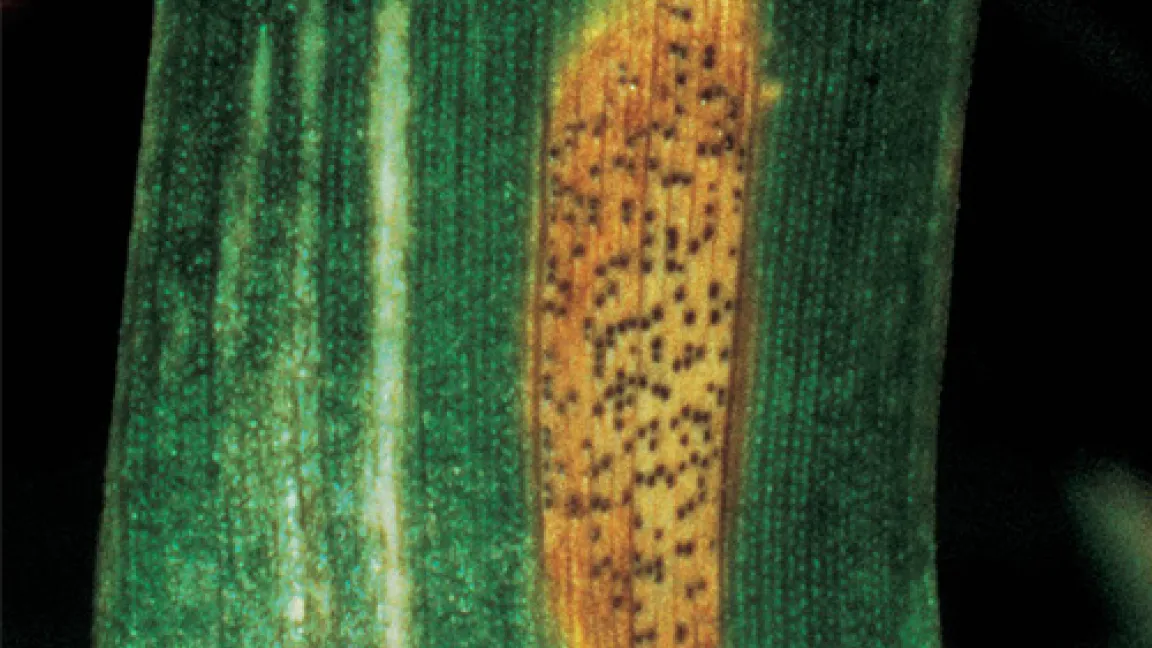 Symptome der Septoria-Blattdürre auf einem Getreideblatt; typisch die schwarzen Punkte auf den hellen Flecken.
	Quelle: Bayer CropScience