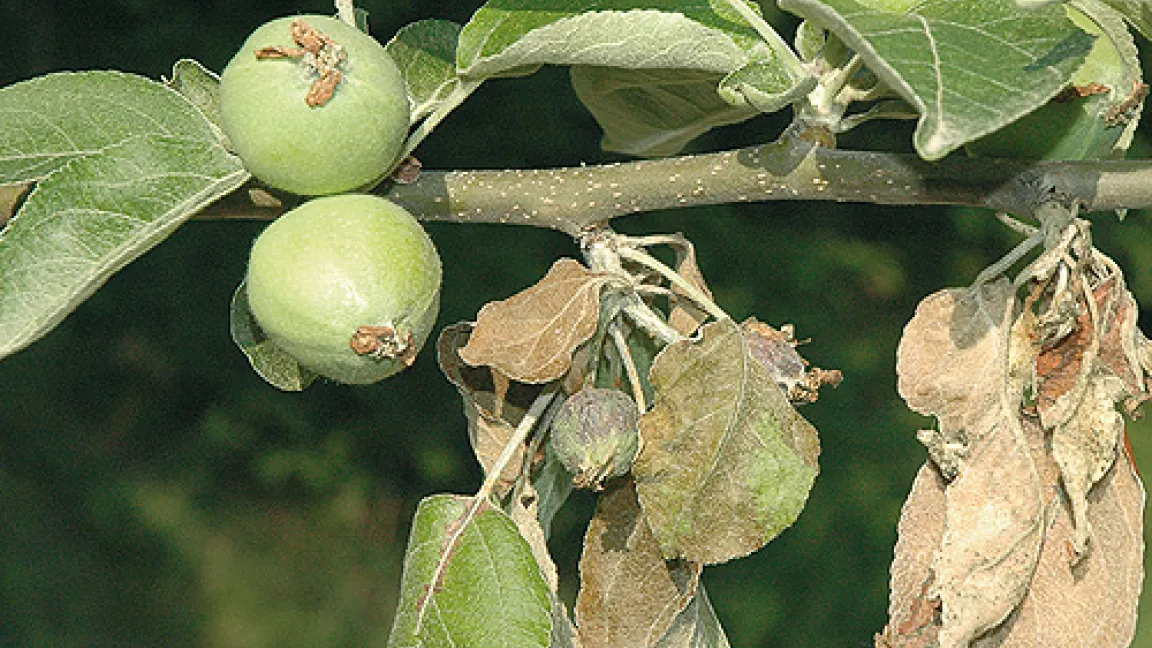 Symptome einer typischen Blüteninfektion.
	 
	Quelle: G. Raiser