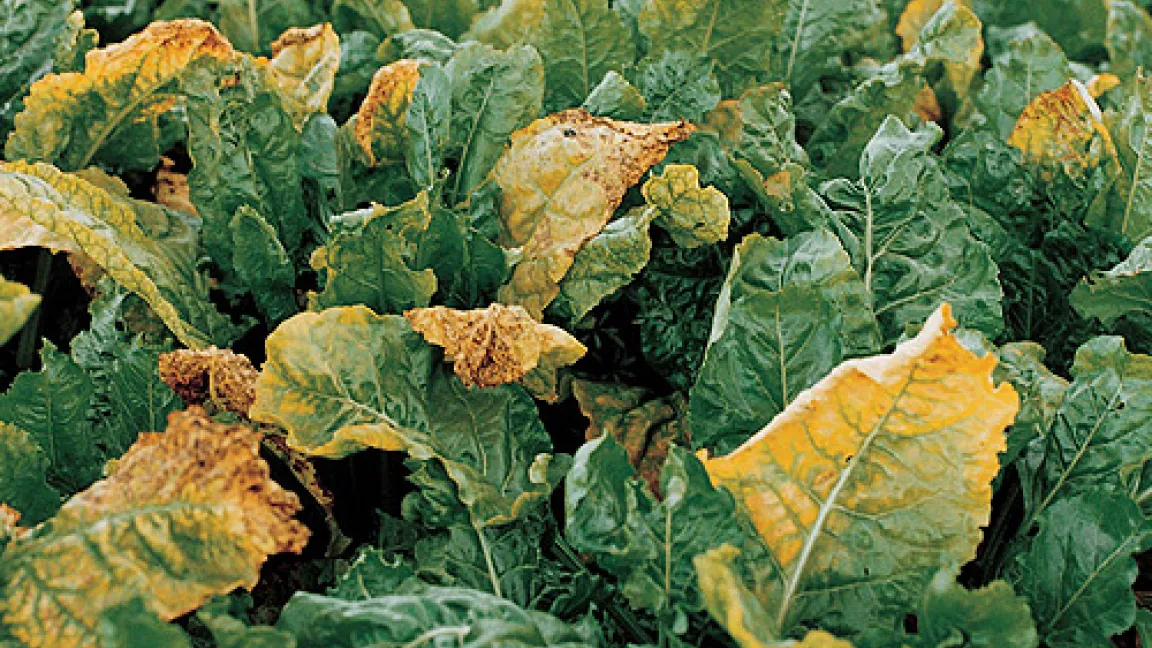 Symptome einer virösen Vergilbungskrankheit an Rübenblättern.
Quelle: Bayer CropScience