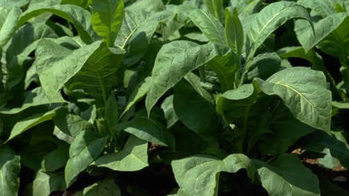 Tabakpflanzen
Quelle: BASF AgroSlide.