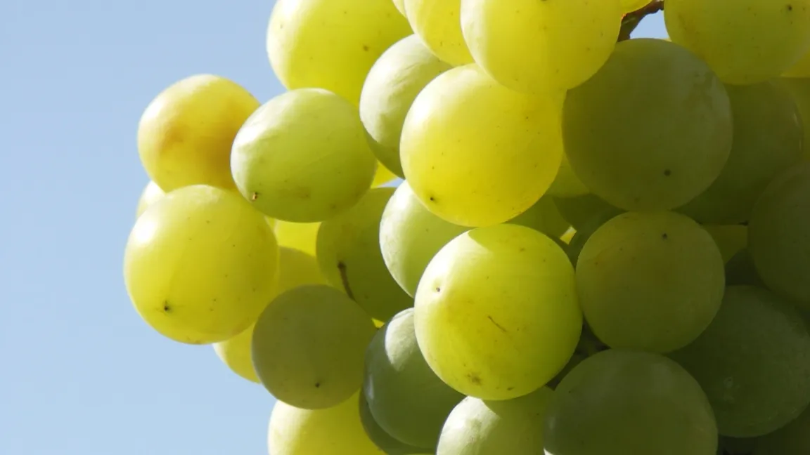 Leckere Tafeltrauben benötigen viel Sonne und Wärme. Foto: Matthias Wiedenau