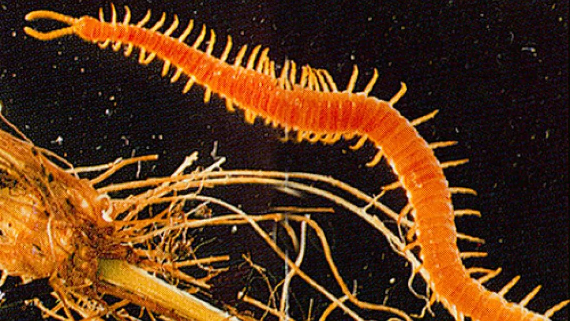 Tausendfüßler. Quelle: Manfred Kage, Lauterstein