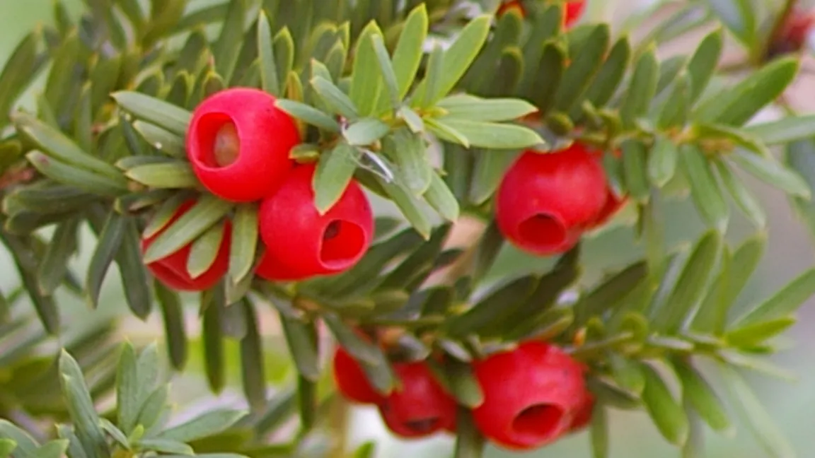 Die Eibe ist Giftpflanze des Jahres 2011. Foto: Helge Masch/Bot. Sondergarten Hamburg