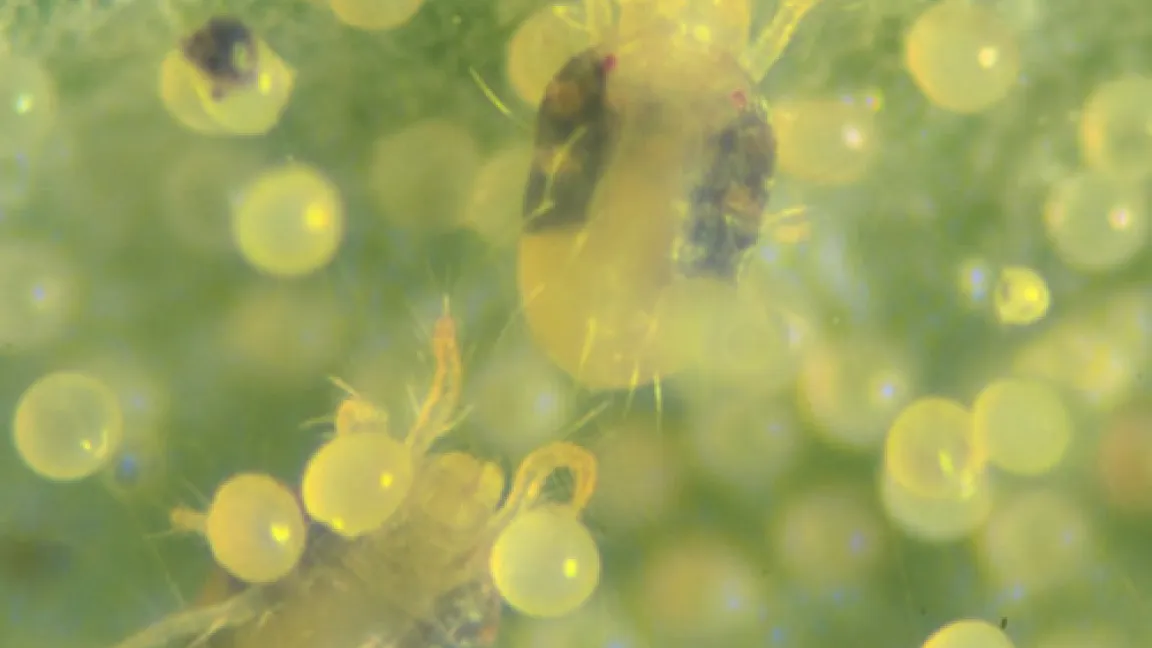 Weibchen und Eier der Gemeinen Spinnmilbe (Tetranychus urticae) Quelle: Dr. Albert, LTZ Augustenburg, Außenstelle Stuttgart