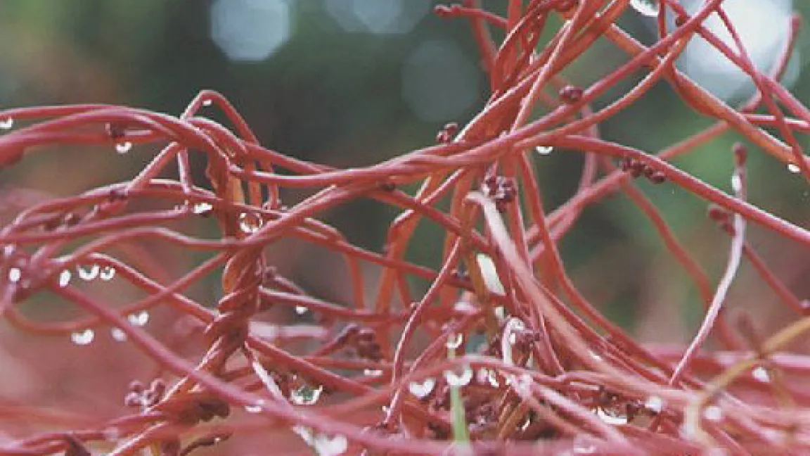 Teufelszwirn, ein Parasit, der kein Chlophyll bildet, sondern der Wirtspflanze die Nährstoffe (Assimilate) entnimmt und sich an ihr emporrankt
Quelle: Michael Becker.