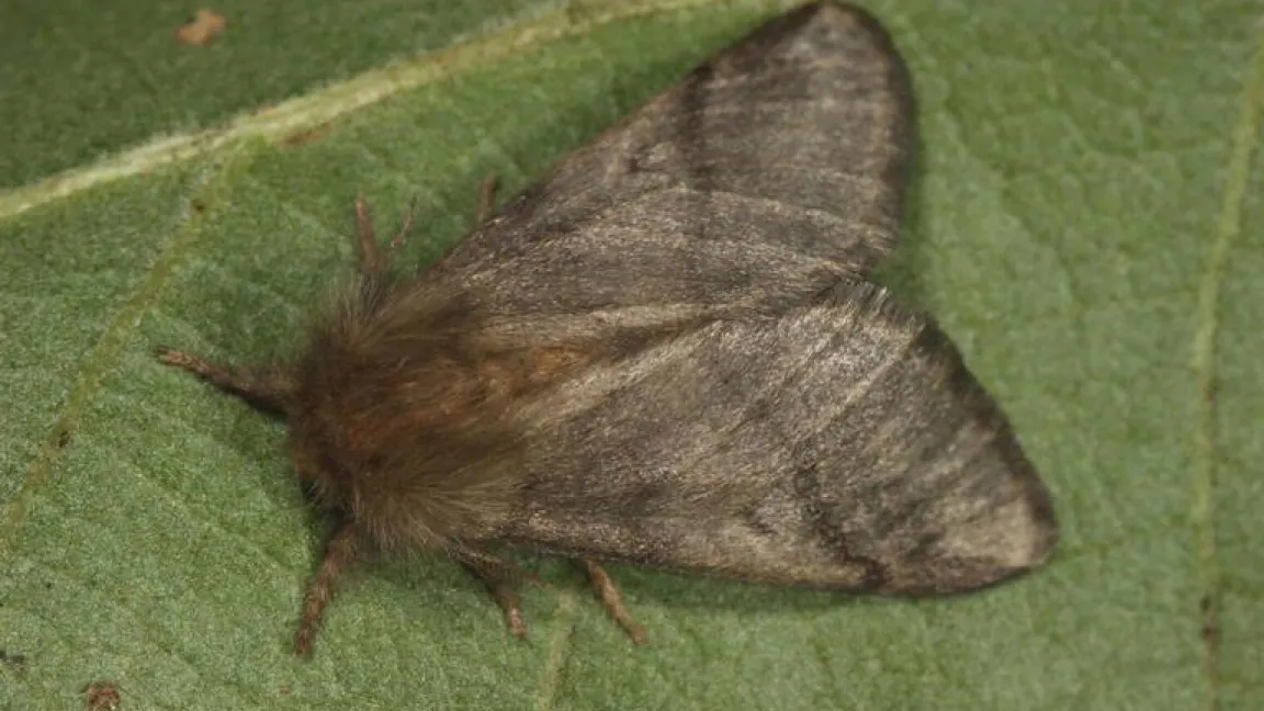 Falter des Eichenprozessionsspinners (Thaumetopoea processionea) Foto: wikipedia