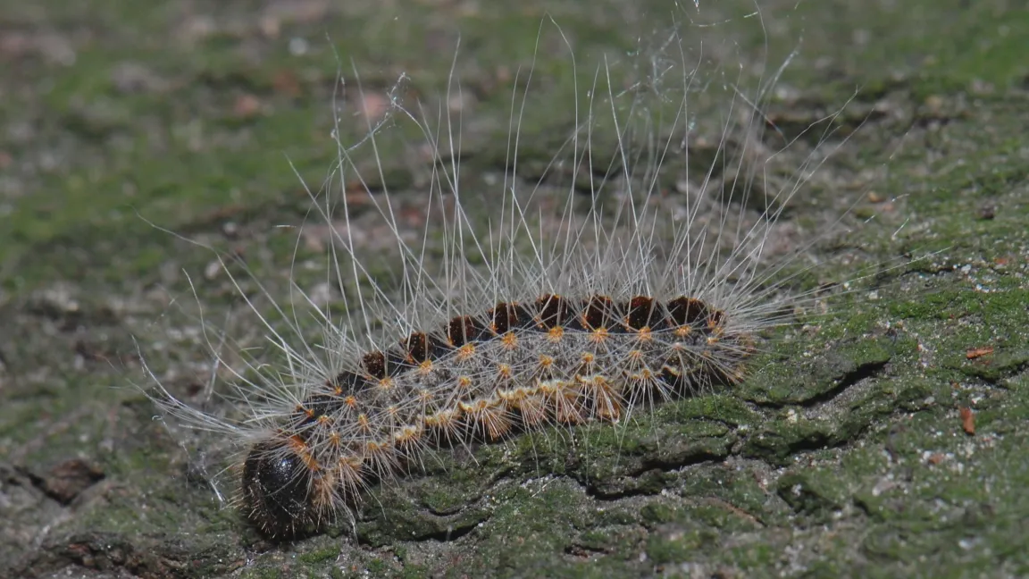 Die Brennhaare der Raupen enthalten ein Nesselgift, das Allergien auslösen kann. Foto: wikipedia