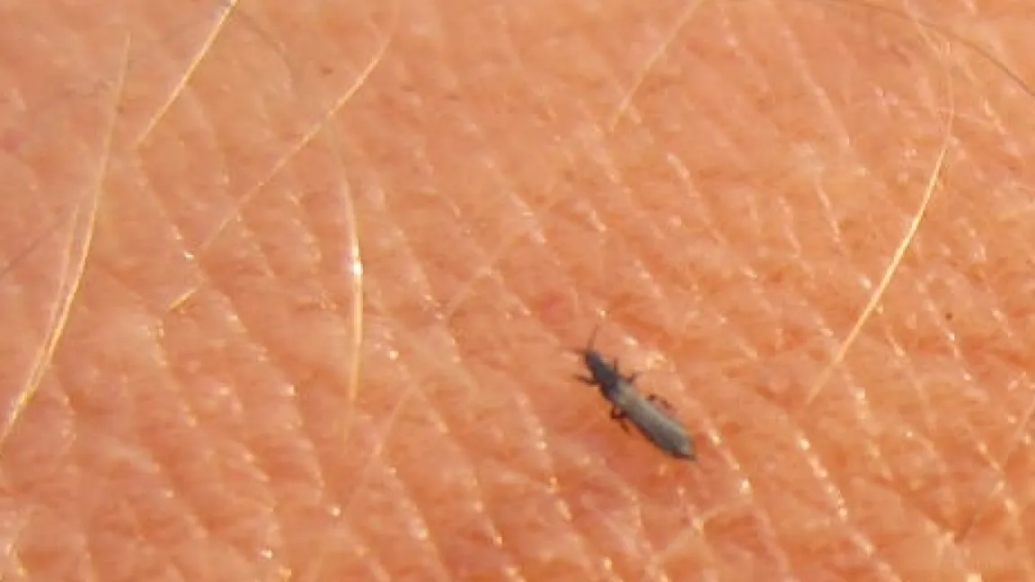 Getreidethripse werden bei schwülem Sommerwetter aktiv. Sie jucken auf der Haut. Foto Matthias Wiedenau