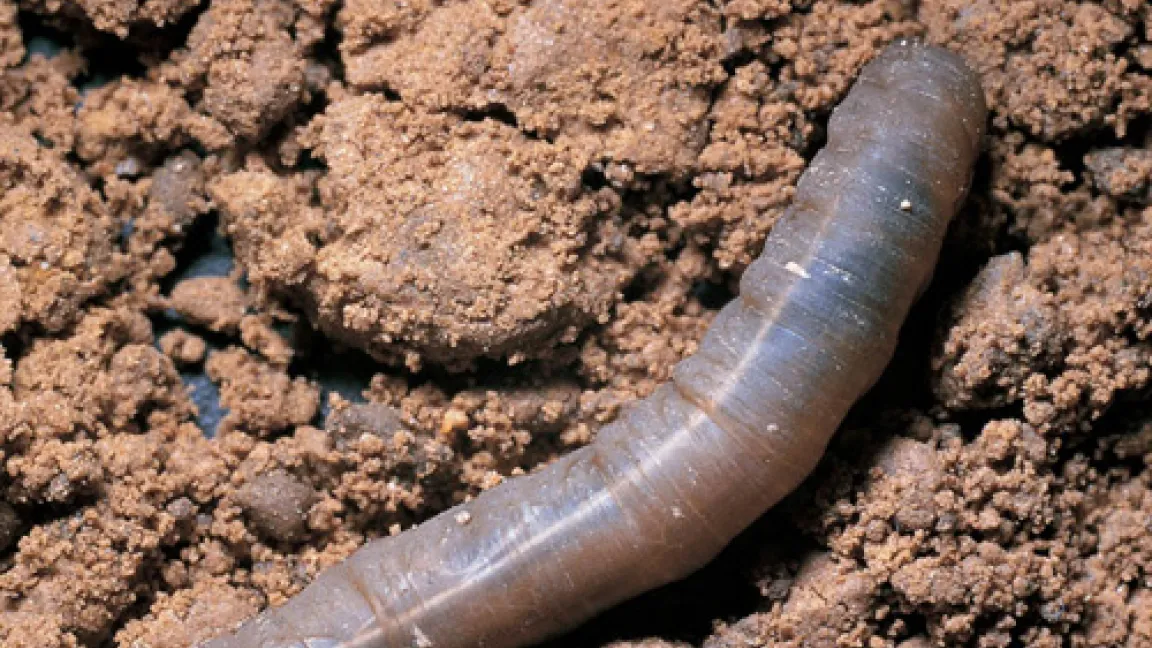 Tipulalarven beißen Klee und Gräser knapp über der Bodenoberfläche ab.
	Quelle: Bayer Imagebank