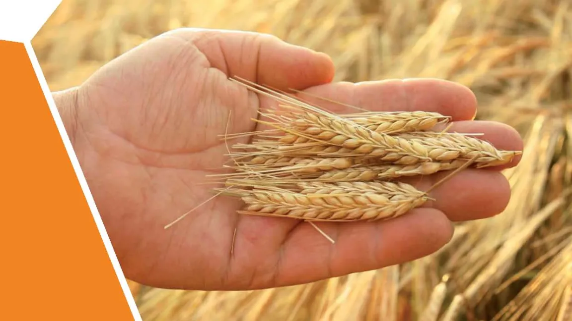 Irina Roczen und ihre Referendargruppe haben die Informationsserie zur Vorbereitung einer Exkursion in die Landwirtschaft genutzt und anschließend bewertet. Foto: Matthias Wiedenau