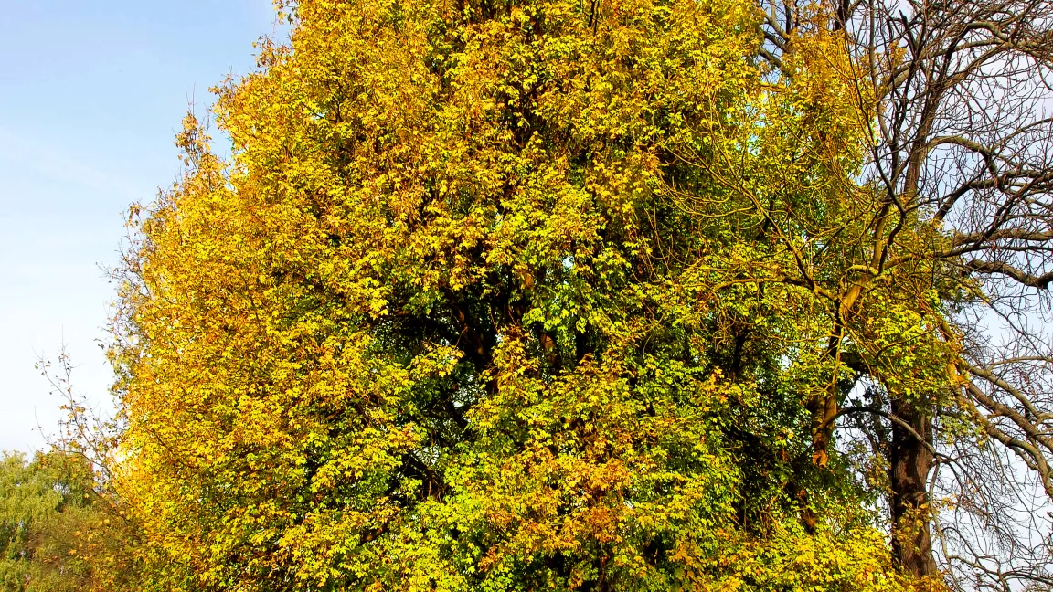 Der Feldahorn wird höchstens 200 Jahre alt und kommt in der freien Natur nur noch selten vor. Foto: A. Roloff