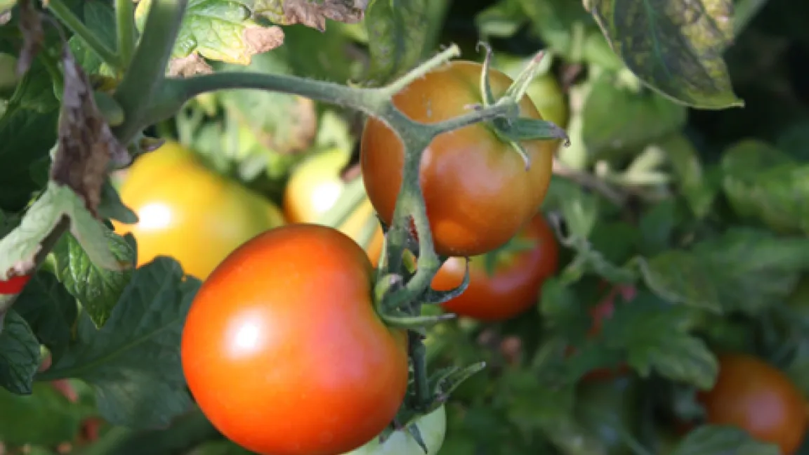 Tomaten werden mit viel Liebe bis zur Ernte gepflegt. Foto: Wiltrud Wolters