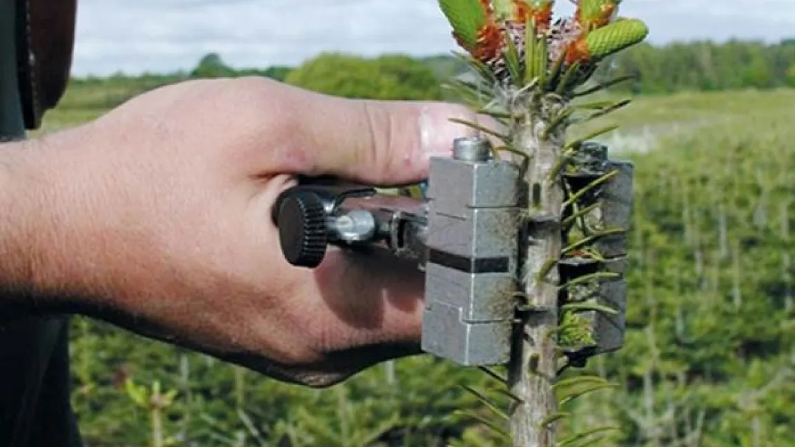 Mit Hilfe der sogenannten Top-Stopp-Zange können formschöne Bäume gestaltet werden. Foto: Schauer-Weihnachtsbäume