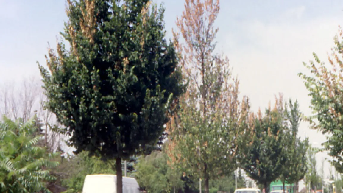 Triebsterben an den Bäumen einer Ulmenallee, verursacht durch die sog. Holländische Ulmenkrankheit.
	Quelle: Prof. Dr. Hartmut Balder