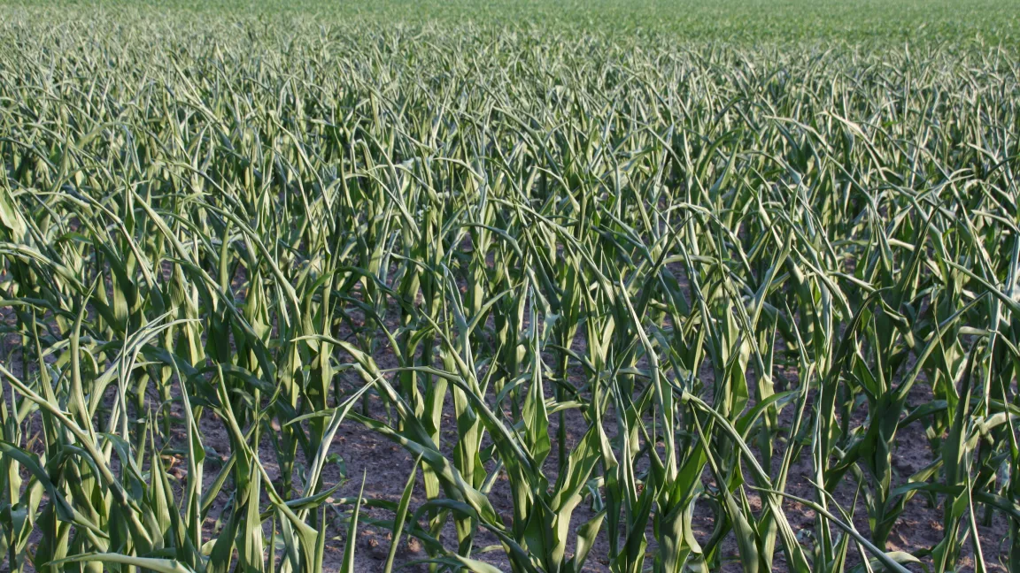 Auch in Deutschland kommt es zu Trockenperioden. Foto: Sontheimer
