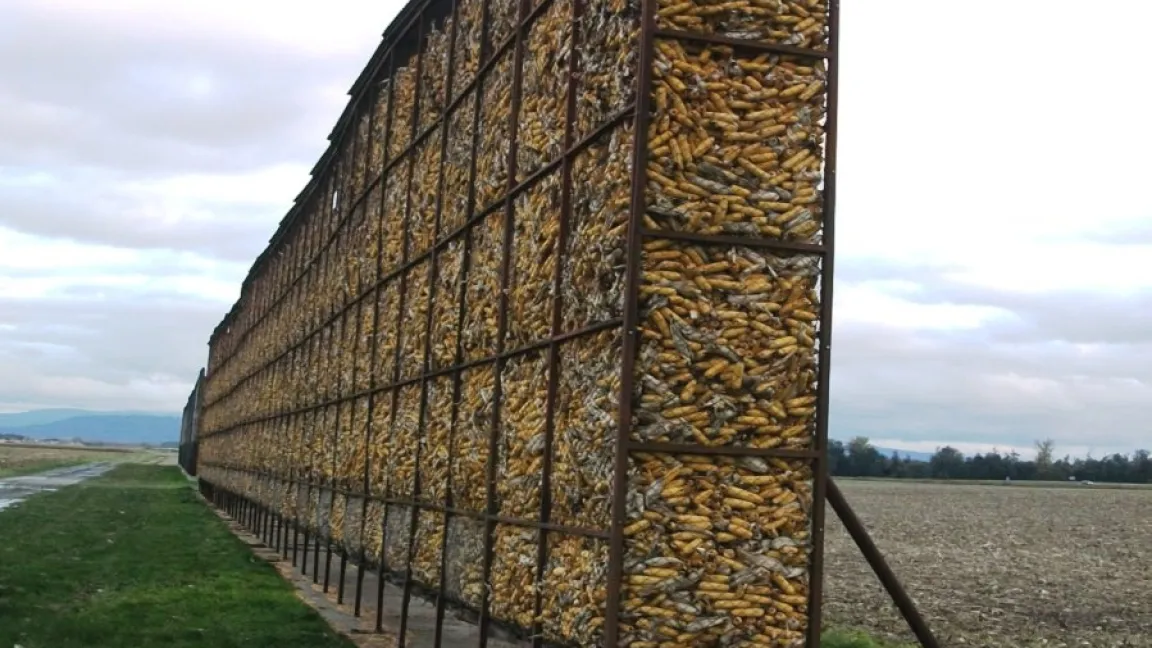 Landwirte am Oberrhein trocknen teilweise heute noch Maiskolben in Behältern aus Drahtgittern. Foto: Matthias Wiedenau