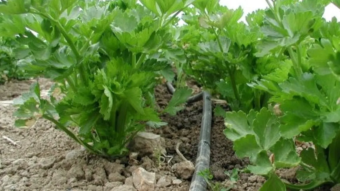 Eine Tropfbewässerung, hier in Sellerie, spart Wasser, Energie und Arbeit ein. Foto: Saelens GmbH