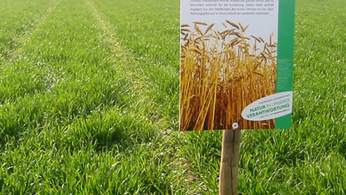 Trotz des kühlen Frühjahrs hat sich der Weizen auf Rosewigs Garten kräftig weiterentwickelt.
	Quelle: Wiedenau