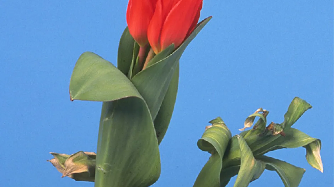 Tulpen mit Stängelnematoden-Befall
	Quelle: Thomas Lohrer.