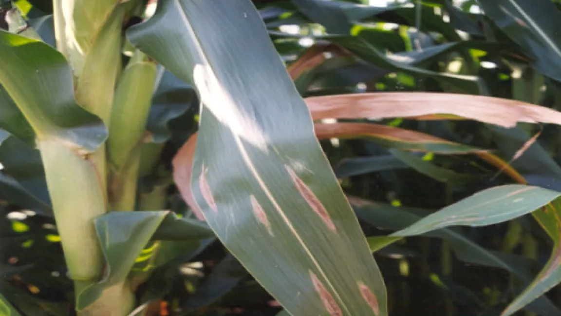 Typisch für die Helminthosporium-Blattfleckenkrankheit: helle, spindelförmige Flecken auf den Maisblättern.
Quelle: Hubert Hugger, RP Freiburg Ref. 33