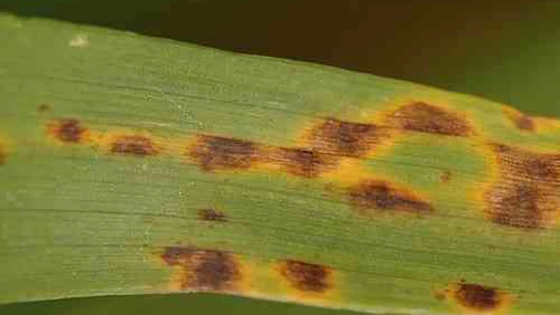 Typische Symptome eines mit Ramularia infizierten Gerstenblatts.
	Quelle: Torsten Balz
