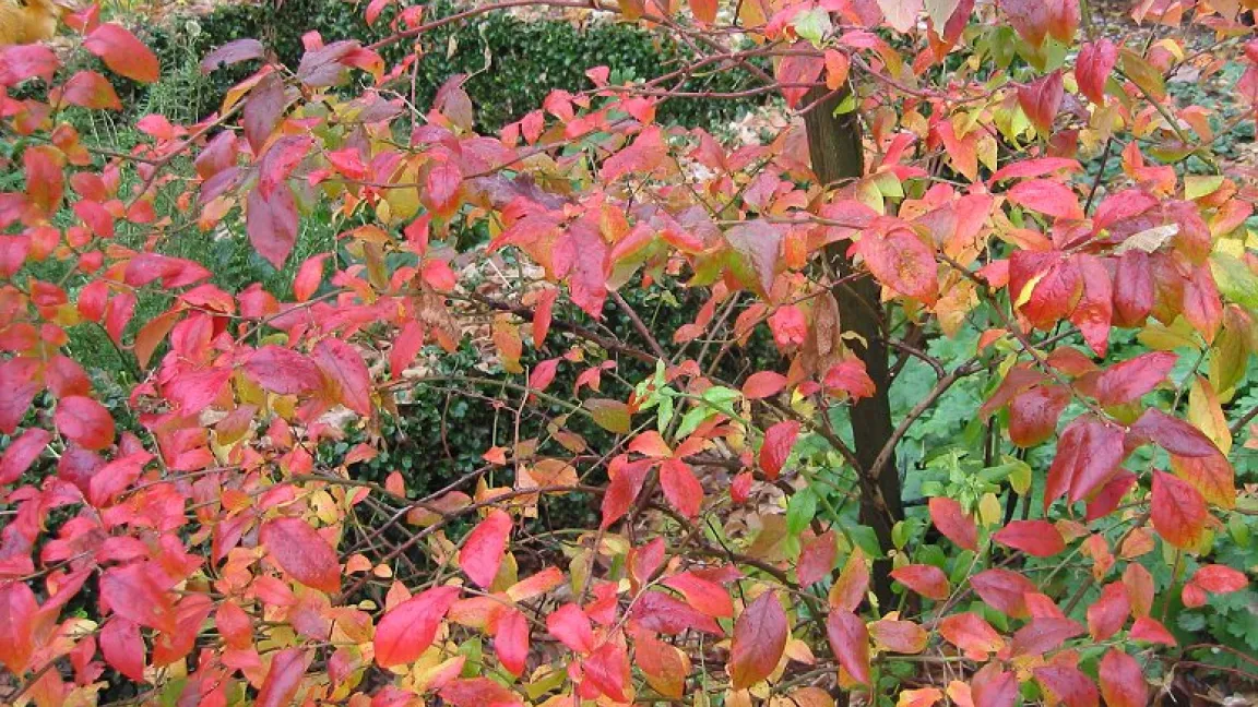 Auch die Herbstfärbung ist attraktiv. Foto: Wikipedia/Rasbak