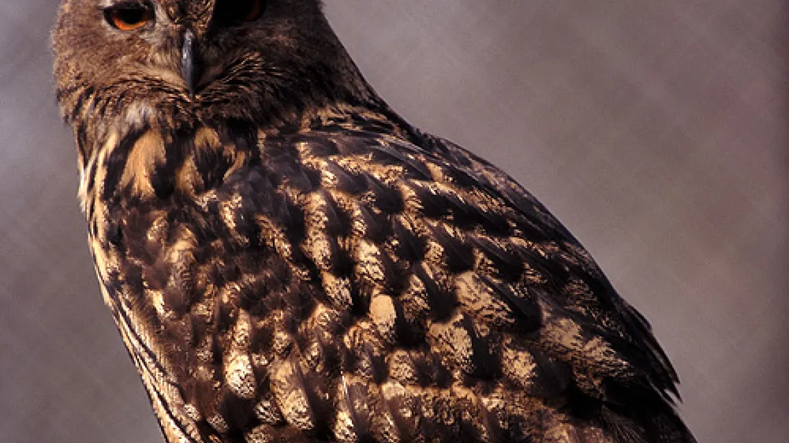 Uhu Quelle: H.G. Arndt