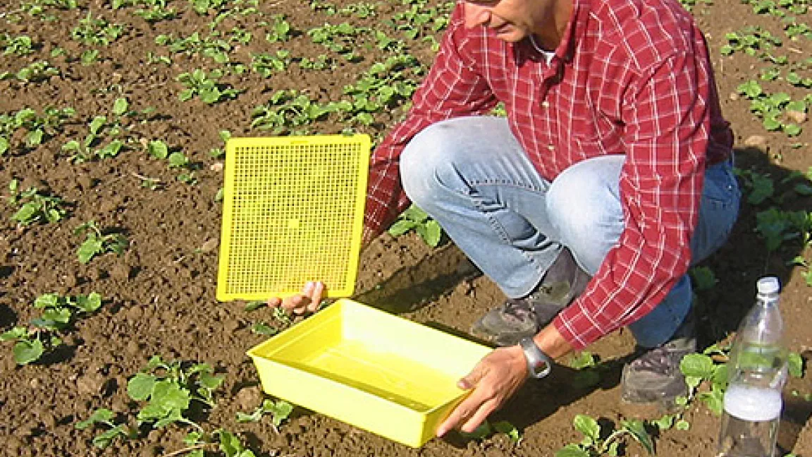 Um die Befallstärke abzuschätzen, werden die Erdflöhe in Gelbschalen gefangen und ausgezählt.
	Quelle: Wiedenau