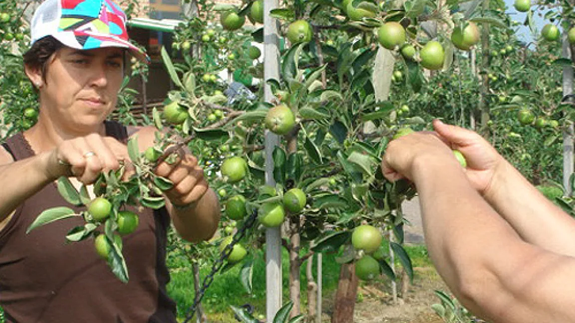 Und so wird ausgedünnt: Im Team geht das am besten, wenn einer oben und einer unter pflückt. Kleine und beschädigte Äpfel werden abgezwickt. So geht die ganze Kraft des Baumes in die dicksten und schönsten Früchte.
Quelle: Dr. Seuser