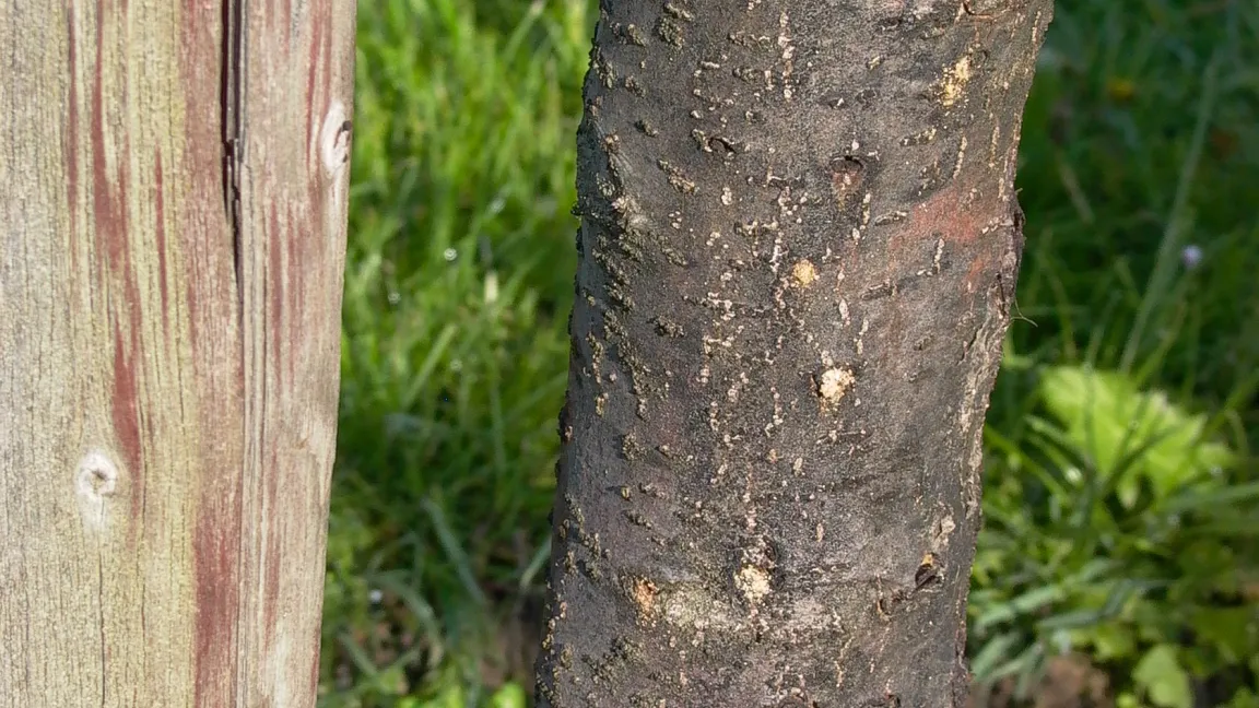 An der Rinde findet man 1-2 mm große Einbohrlöcher mit ausrieselndem weißen Bohrmehl. Der ausfließende Pflanzensaft wird schnell von Rußtaupilzen besiedelt, diese Stellen sind dunkler gefärbt und feucht. Foto: Kompetenzzentrum Obstbau Bodensee (KOB)