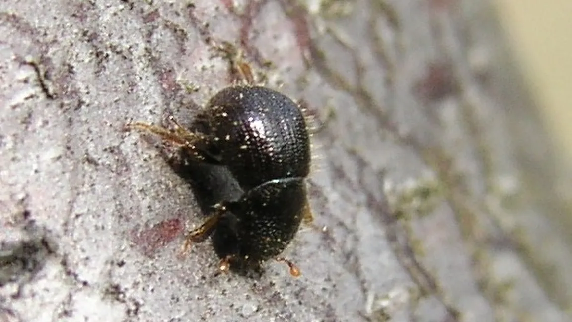 Der Ungleiche Holzbohrer schädigt verschiedene Bäume und Gehölze. 
Foto: Th. Riehl