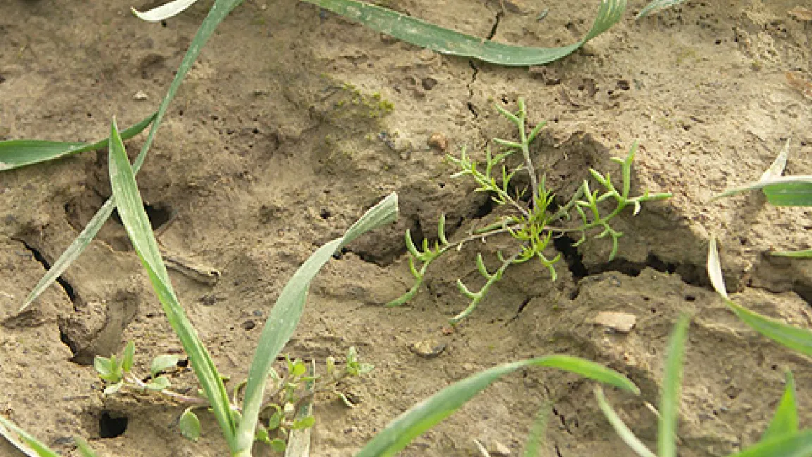 Unkräuter wie Kamille (Bildmitte) und Vogelmiere (links unten) konkurrieren mit dem Weizen um Licht, Wasser und Nährstoffe.
	Quelle: Wiedenau