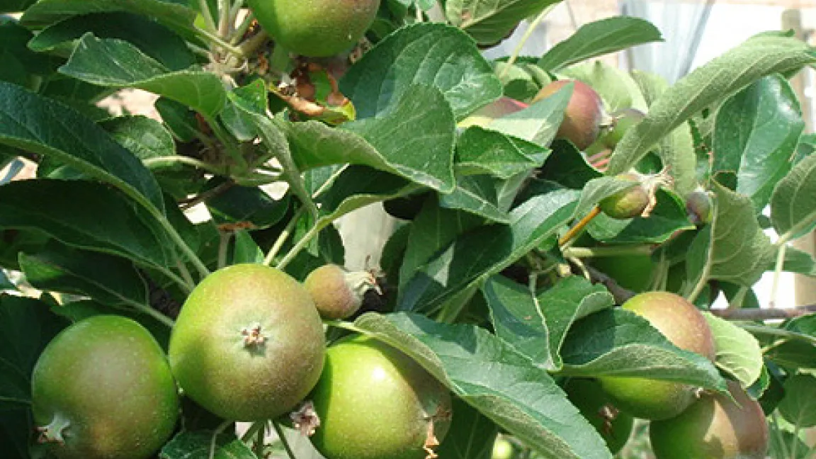Nahansicht Äpfel: „So sehen meine Äpfel Mitte Juni aus: Die größten haben schon bis zu fünf Zentimeter Durchmesser. Einige sind auch schon richtig rot, das werden später die süßesten Früchtchen.“ Quelle: Dr. Katharina Seuser