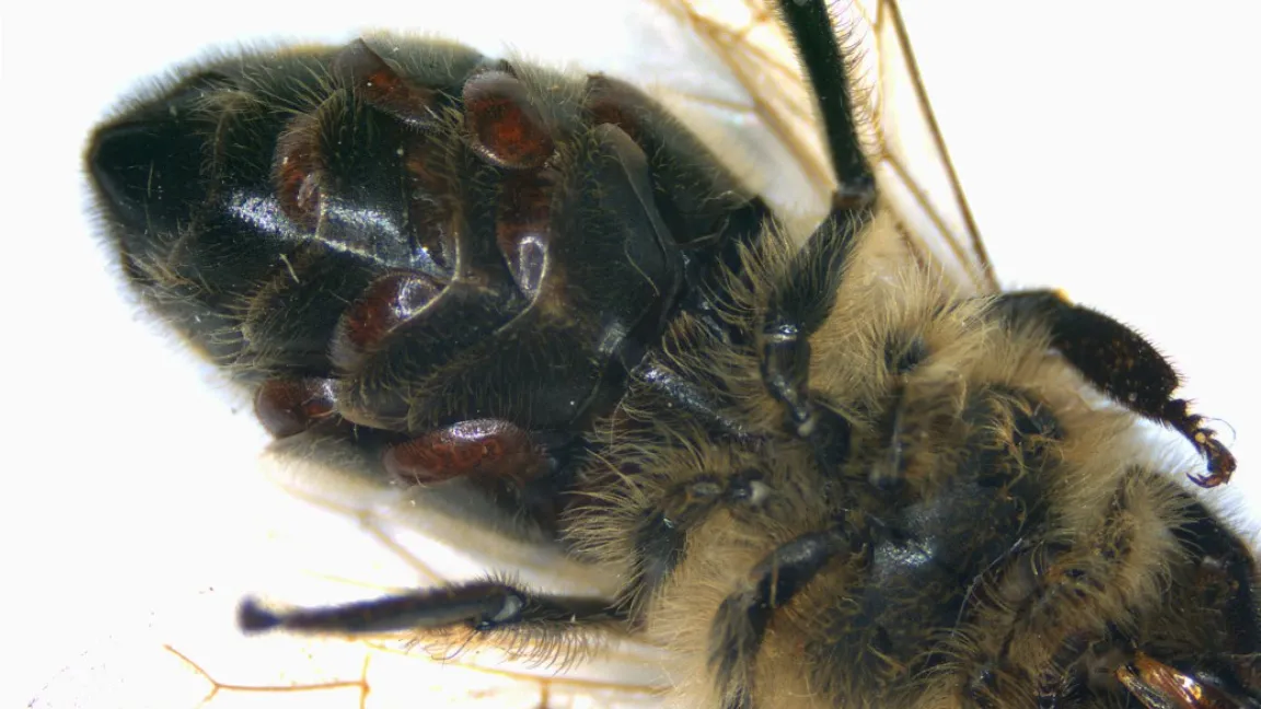 Varroa-Milben auf dem Hinterleib der Biene. Foto: Institut für Bienenkunde, Celle