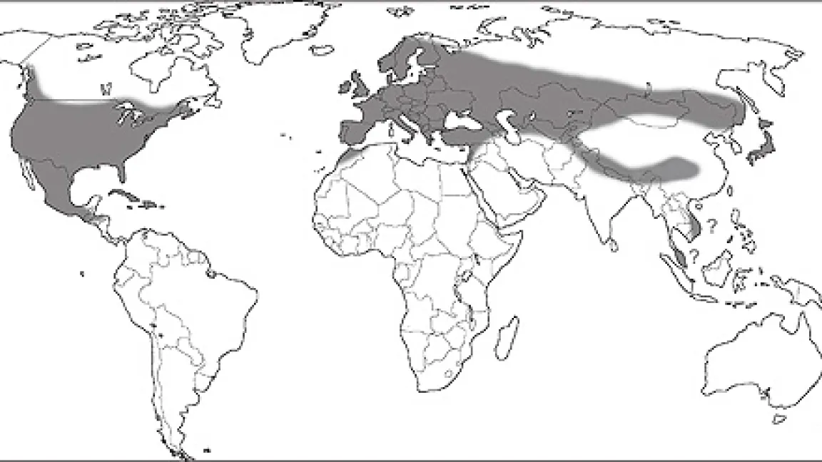 Verbreitung des Wurzelschwamms.
	Quelle: K. Korhonen.