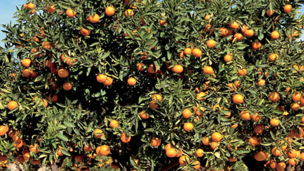 Veredelte Orangenbäume entwickeln sich im Plantagenanbau eher in die Breite als in die Höhe und können besser in Heckenform geschnitten werden.
	Quelle: Bayer CropScience