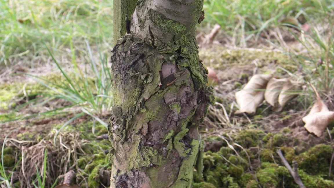 Die Veredlungsstelle von Unterlage und Edelreiser ist gut zu erkennen. Foto: Matthias Wiedenau