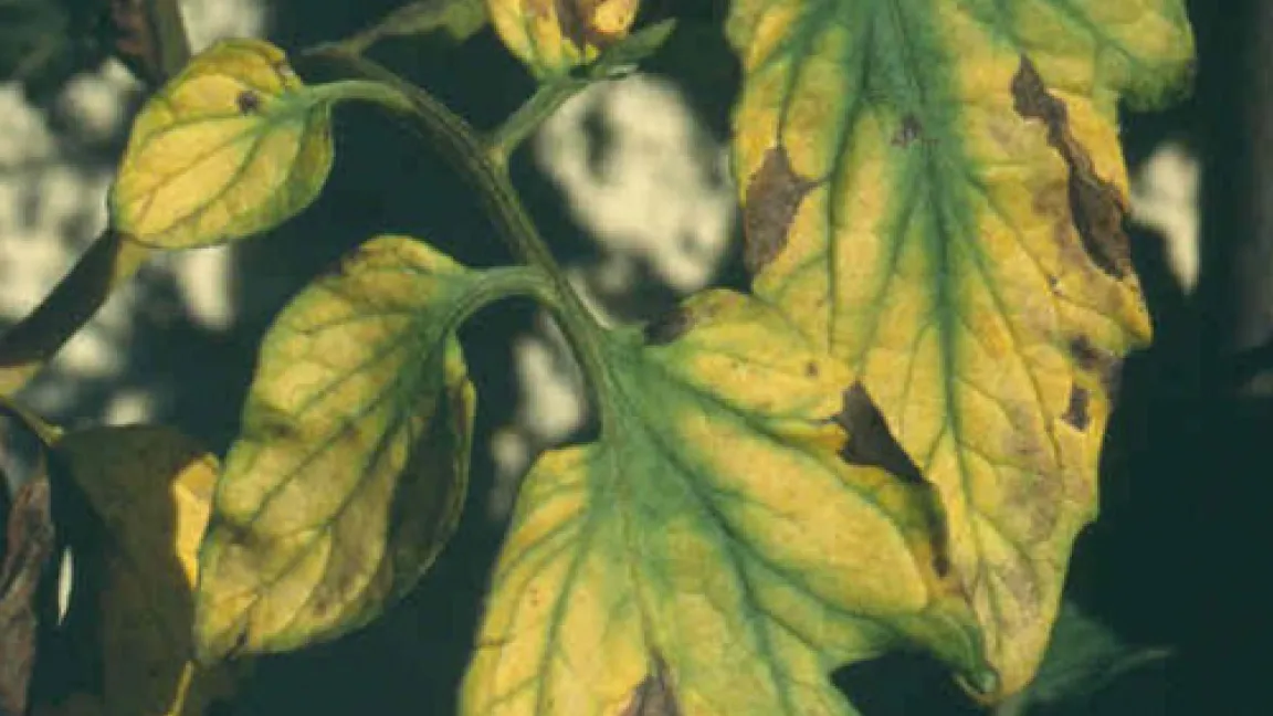 Verfärbte Blätter an einer Tomatenpflanze, verursacht durch den Mangel an Magnesium.
Quelle: LWA